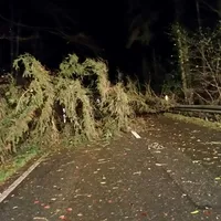 2015_11_18_baum_auf_holperdorper_strasse_01.jpg