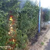 hecke.png