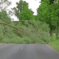 baum_auf_fahrbahn.jpg
