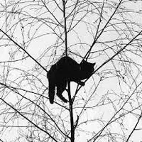 katze-im-baum.jpg
